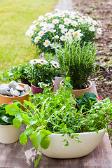 Image showing Plants with flowers and herbs in garden