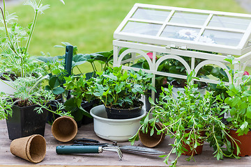 Image showing Plants with flowers and herbs in garden