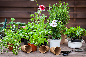 Image showing Plants with flowers and herbs in garden