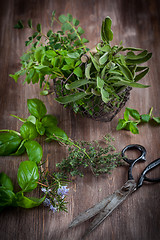 Image showing Herbs with vintage garden scissors 