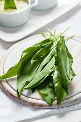 Image showing Fresh wild garlic leaves