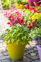 Image showing Flower pots