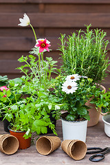 Image showing Plants with flowers and herbs in garden