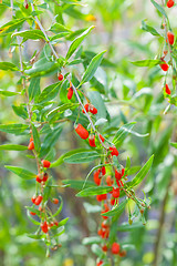 Image showing Goji plant