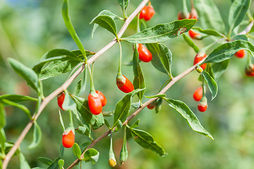 Image showing Goji plant