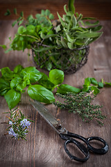 Image showing Herbs with vintage garden scissors 