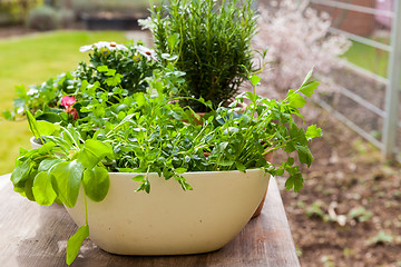 Image showing Plants with flowers and herbs in garden