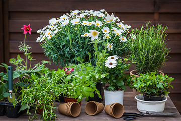 Image showing Plants with flowers and herbs in garden