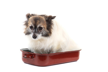 Image showing chihuahua in the pan