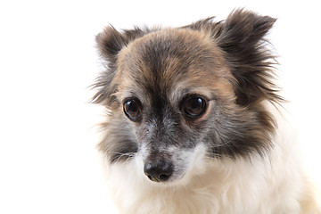 Image showing head of sweet chihuahua