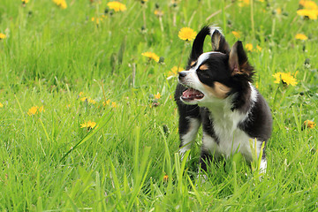 Image showing chihuahua in the grass