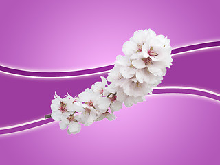 Image showing almond background