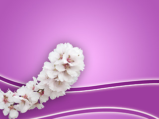 Image showing almond background