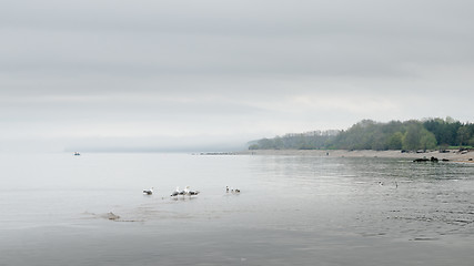 Image showing Foggy morning on coast of gulf of Finland, Estonia