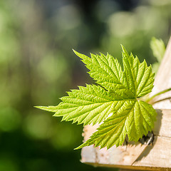 Image showing Hop Leaf, close-up