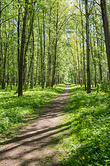 Image showing Path leading through the summer park