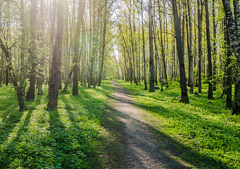 Image showing Alley shined by solar beams in spring park