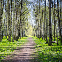 Image showing Alley shined by solar beams in spring park