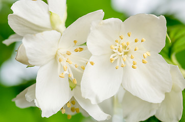 Image showing Blooming jasmine bush, close-up