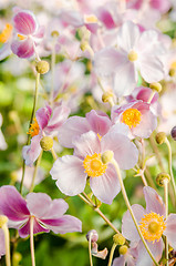 Image showing Beautiful flowers anemones Japanese in a garden, a close up