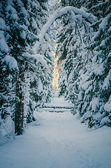 Image showing Winter snow covered trees. Winter wonderland