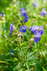 Image showing Blue flowers of the field, close-up