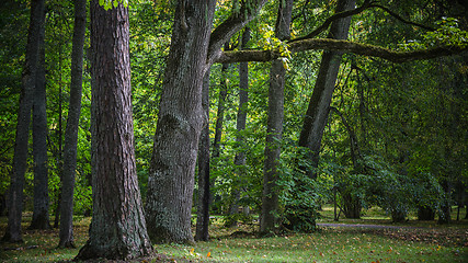 Image showing Greater trees in old park, an autumn landscape