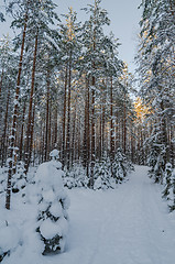 Image showing Winter snow covered trees. Viitna, Estonia. 