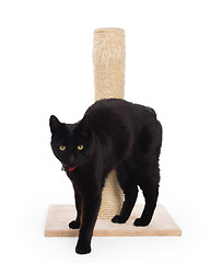 Image showing Black cat with a scratching post 