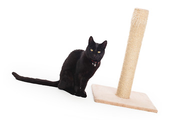Image showing Black cat with a scratching post 
