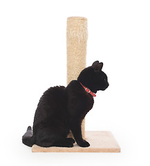 Image showing Black cat with a scratching post 