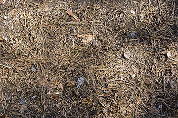 Image showing PIne needles background