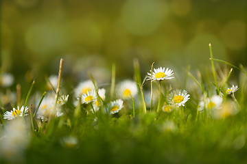 Image showing small daisy flower on green
