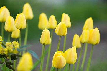 Image showing yellow Tulip color in garden