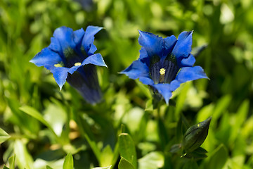 Image showing Trumpet gentiana blue spring flower in garden