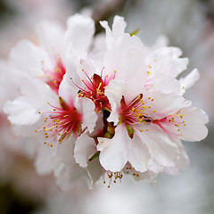 Image showing White Cherry Blossom