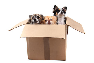 Image showing three chihuahua in the paper box