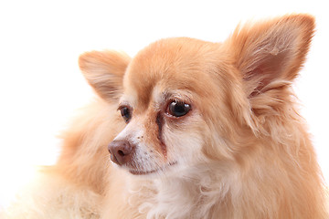 Image showing head of sweet chihuahua