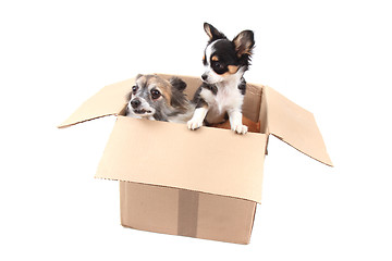 Image showing two chihuahua in the paper box