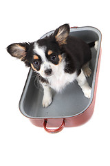 Image showing chihuahua in the pan