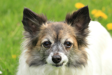 Image showing chihuahua in the grass