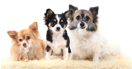 Image showing three chihuahua dogs are resting