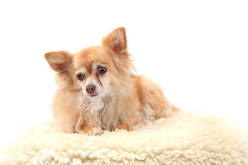 Image showing chihuahua is resting
