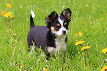 Image showing chihuahua in the grass