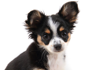 Image showing head of sweet chihuahua