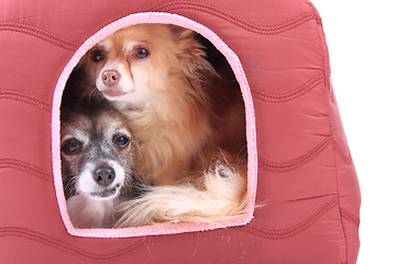 Image showing two chihuahua dogs are resting