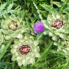 Image showing Artichoke plants blooming in a summer garden