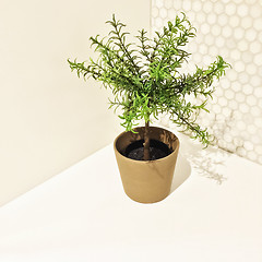 Image showing Decorative rosemary tree in the kitchen corner