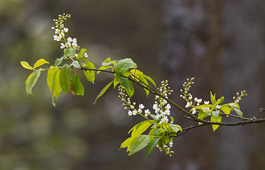 Image showing Flowering Bird Cherry (Padus avium Mill.) branch