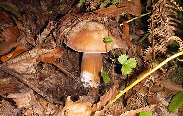 Image showing mushroom